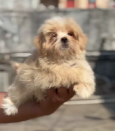 Order Female Lhasa Apso Puppy from Goa